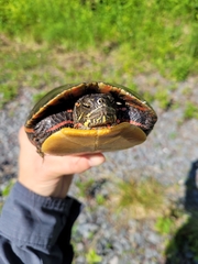 Chrysemys picta picta