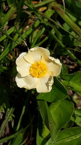 Wissadula glechomifolia · iNaturalist