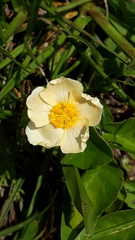 Wissadula glechomifolia