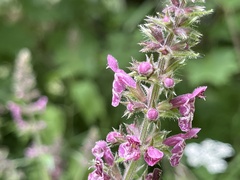 Stachys sylvatica