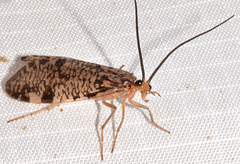 Banksiola concatenata