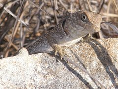 Oplurus cyclurus