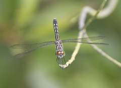 Pachydiplax longipennis