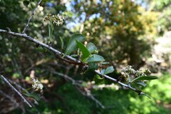 Gymnosporia maranguensis