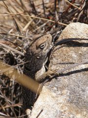Oplurus cyclurus