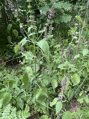 Stachys sylvatica