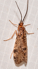 Banksiola concatenata