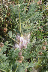 Astragalus nevadensis muticus