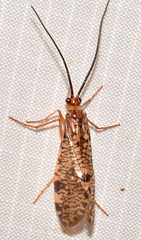 Banksiola concatenata