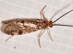 Banksiola concatenata