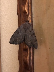 Catocala agrippina