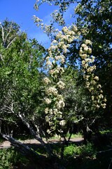 Gymnosporia maranguensis