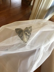 Catocala agrippina