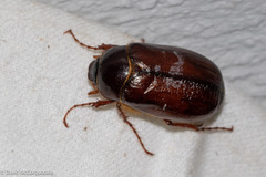 Phyllophaga anxia