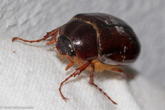 Phyllophaga anxia