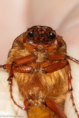 Phyllophaga anxia