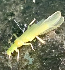 Alloperlini