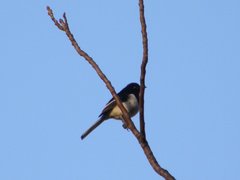 Copsychus albospecularis