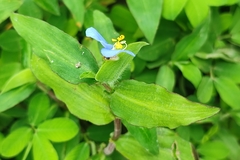 Commelina