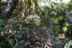 Gymnosporia maranguensis