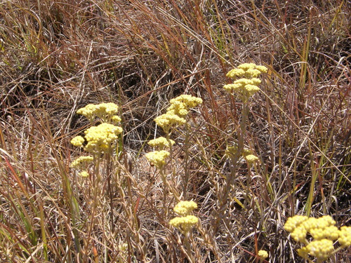 Helichrysum subumbellatum image