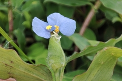 Commelina