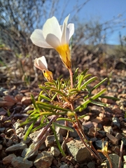 Oxalis burkei