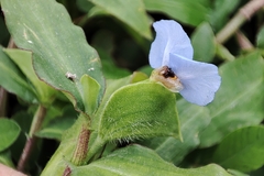 Commelina