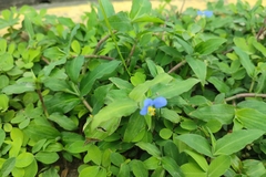 Commelina