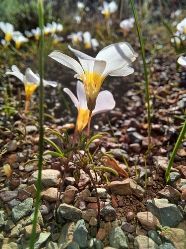 Image of Minileaf Sorrel (Oxalis burkei) by (c) Danie Palm, some rights reserved (CC BY)
