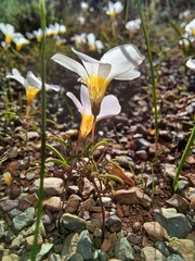 Oxalis burkei