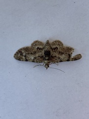 Eupitheciini