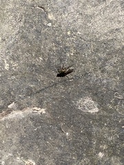 Poecilobothrus nobilitatus