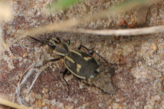 Graphipterus tristis