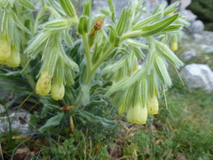 Onosma tricerosperma