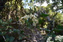 Gymnosporia maranguensis