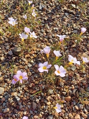 Oxalis burkei