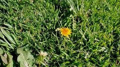 Taraxacum officinale