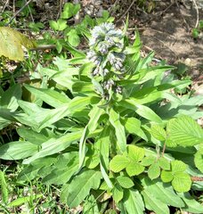 Solenanthus apenninus