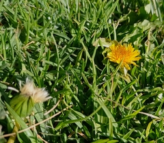 Taraxacum officinale