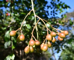 Gymnosporia maranguensis