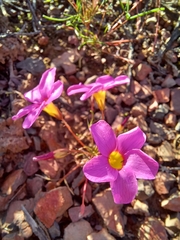 Oxalis leptogramma
