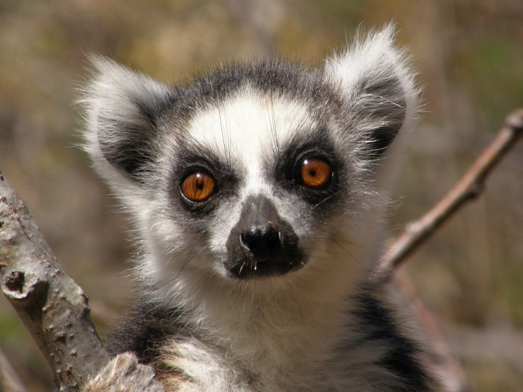 Lemurs, Lorises, and Allies