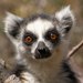 Lemurs, Lorises, and Allies - Photo (c) Rafael Medina, some rights reserved (CC BY)