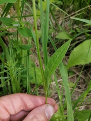 Crepis mollis