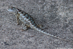 Sceloporus olivaceus