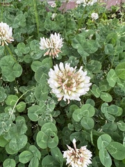 Trifolium repens