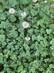 Trifolium repens
