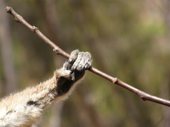 Lemur catta