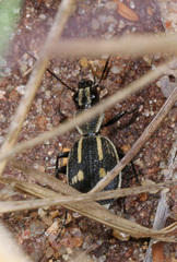 Graphipterus tristis